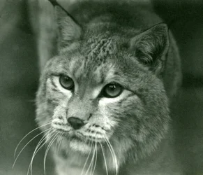Ein Nordluchs, London Zoo, Februar 1925