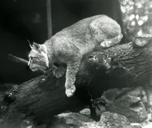 Ein Nordluchs, der sich von einem Ast herunterbeugt, Londoner Zoo, Oktober 1925