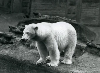 Ein Eisbär steht am Rand seines Geheges am Fuße der Mappin-Terrassen, Londoner Zoo, September 1928