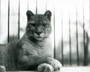 Ein Puma/Raubkatze/Berglöwe/Katamount ruht im Londoner Zoo im Jahr 1931