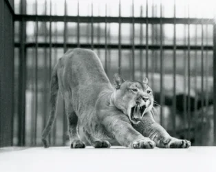 Ein Puma, der im Londoner Zoo im Juni 1925 gähnt und sich streckt