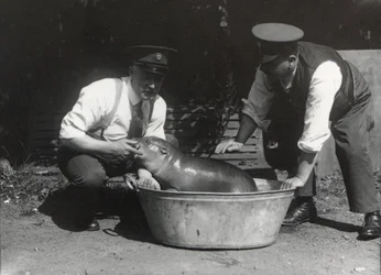 Ein Zwergflusspferd beim Einweichen im ZSL London Zoo, August 1928