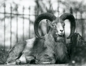 Ein Widder sitzt im Londoner Zoo, 1925