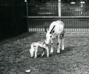 Ein Rentier mit ihrem Kalb im Londoner Zoo, März 1914