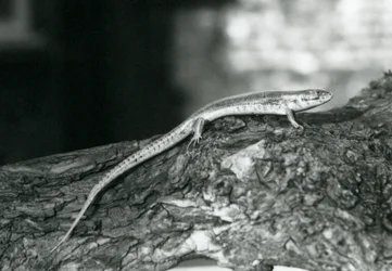 Ein Skink, der auf einem Baumstamm im Londoner Zoo ruht, 1929 (s/w Foto)