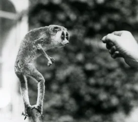 Ein Schlanker Loris, der auf einem Ast steht und die Hand eines Pflegers betrachtet, der ihm einen Mehlwurm anbietet, Londoner Zoo, August 1926