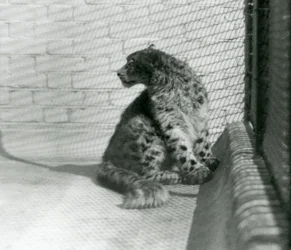 Ein Schneeleopard sitzt auf dem Boden, Londoner Zoo