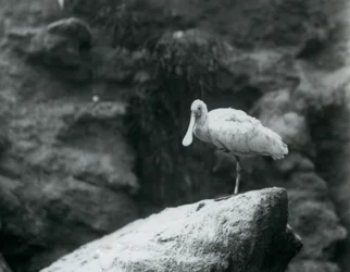 Ein Löffler steht auf einem Felsen im Londoner Zoo, September 1927