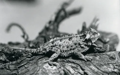 Ein Texas Horned Lizard/Hornkröte/HornedToad/Horny Toad ruht auf einem Baumstamm im Londoner Zoo im September 1928