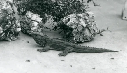 Ein Tuatara im Londoner Zoo, 1927