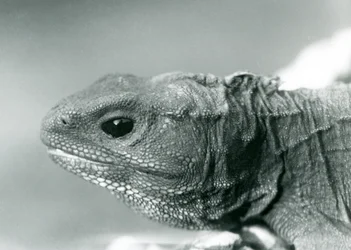 Eine Brückenechse 1928 im Londoner Zoo
