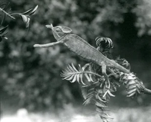 Ein verschleierter oder Jemen-Chamäleon steht auf einem belaubten Zweig und greift nach einem anderen, London Zoo, Juni 1924