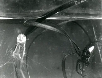 Eine Wasserspinne und ihre Luftglocke unter Wasser, Londoner Zoo, Oktober 1925