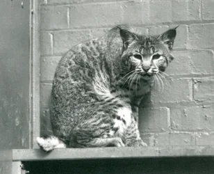 Ein Rotluchs, der von einem Vorsprung in seinem Gehege hinunterschaut, Londoner Zoo, März 1925