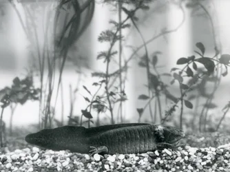 Ein schwarzer Axolotl/Mexikanischer Salamander, der auf Kies auf dem Boden eines Tanks im Londoner Zoo im Jahr 1928 ruht