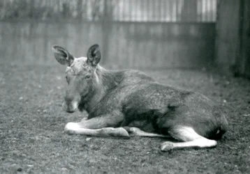 Ein Elchbulle, der die Narben seiner kürzlich abgeworfenen Geweihe zeigt, liegend im London Zoo, Januar 1926