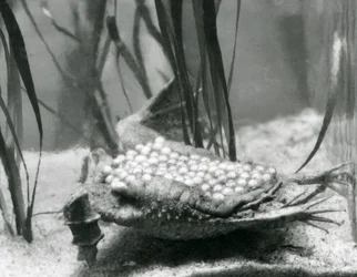 Eine weibliche Surinamkröte mit ihren Eiern, die in die Haut ihres Rückens eingebettet sind, Londoner Zoo