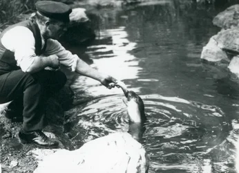 Ein Wärter füttert einen jungen Kapuzenrobben im Londoner Zoo, Juni 1914