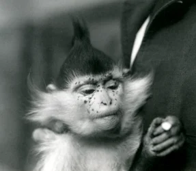 Ein Tierpfleger hält Freckles, einen Schopfmangaben oder Kongo-Mangaben, London Zoo, 1924