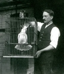 Ein Tierpfleger hält den Gelbhaubenkakadu Jade im Oktober 1924 in seinem Käfig im London Zoo