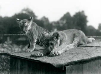 Ein Löwen- und ein Tigerjunges sitzen zusammen auf dem Dach ihres Geheges, Londoner Zoo, September 1925