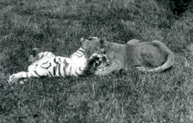 Ein Löwen- und ein Tigerjunges ringen auf dem Gras, London Zoo, September 1925