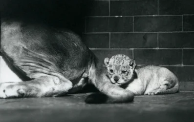 Ein Löwenjunges legt sich hinter dem Schwanz seiner Mutter nieder, Londoner Zoo, Oktober 1925