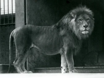 Ein männlicher Löwe im Londoner Zoo, Juni 1924