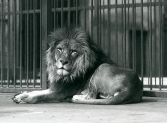 Ein männlicher Löwe liegt an den Gittern seines Geheges, Londoner Zoo, September 1927