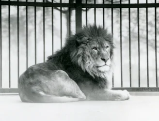Ein männlicher Löwe ruht in seinem Gehege im Londoner Zoo im März 1925