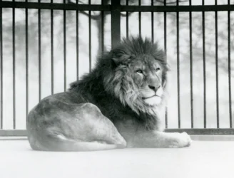 Ein männlicher Löwe ruht in seinem Gehege im Londoner Zoo im März 1925
