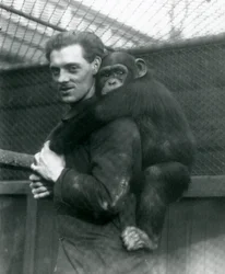 Ein Mann trägt Schimpansin Sally auf seinem Rücken, London Zoo, 1924