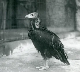 Ein potenziell gefährdeter Mönchsgeier, stehend im Londoner Zoo, 1927