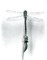 Eine neu geschlüpfte Goldringlibelle trocknet ihre Flügel, während sie auf einem Schilfrohr über ihrer leeren Larvenhülle ruht, London Zoo, 1925