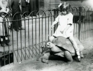 Ein kleines Mädchen, Betty, hält einen Stock mit einem Apfel, um die Riesenschildkröte zu führen, auf der sie reitet, Londoner Zoo, 1924