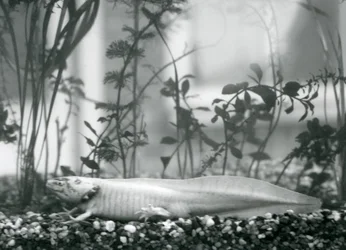 Ein weißer Axolotl/Mexikanischer Salamander, der auf Kies auf dem Boden eines Tanks im Londoner Zoo im Jahr 1928 ruht