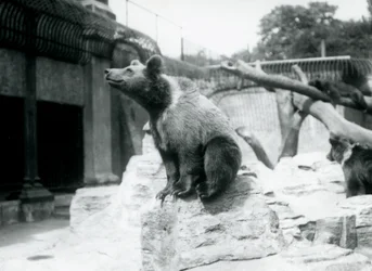 Ein junger Braunbär sitzt auf einem Felsen im Vordergrund, ein anderer läuft dahinter und ein dritter schläft auf einem Ast, Londoner Zoo, August 1913