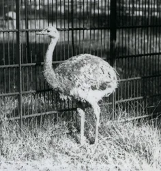 Ein junger Darwin-/Kleiner Nandu steht auf Gras, neben dem Zaun seines Geheges, Londoner Zoo