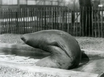 Ein junger See-Elefant, der sich rückwärts streckt, London Zoo