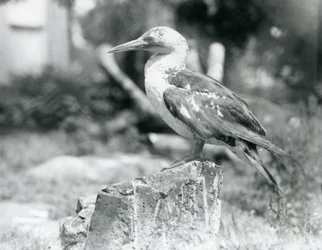 Ein junger Basstölpel auf einem Baumstumpf im Londoner Zoo, 1929 (s/w Foto)