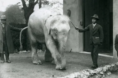 Albino-Weißer Burmesischer Elefant Pawah mit Begleitern einschließlich Dr. Saw Po Min, Londoner Zoo, Mai 1926