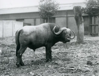 Ein Afrikanischer Büffel im Londoner Zoo, 1927