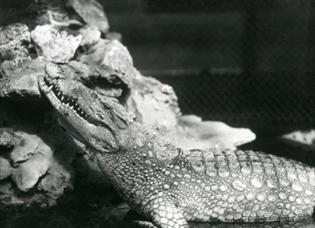 Ein amerikanischer Alligator ruht in einem Pool und schaut zu den Felsen am Rand des Pools, Londoner Zoo