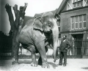 Ein asiatischer Elefant, der sich an einem toten Baum kratzt, während er auf drei Beinen balanciert, mit seinem Trainer Syed Ali, der zusieht, Londoner Zoo