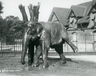 Ein asiatischer Elefant, der sich an einem toten Baum kratzt und auf drei Beinen balanciert, Londoner Zoo