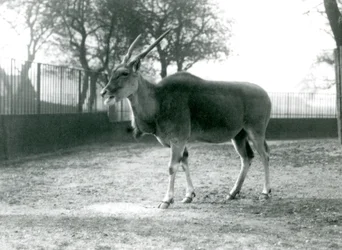Ein Elenantilope in ihrem Gehege im Londoner Zoo im Juni 1925