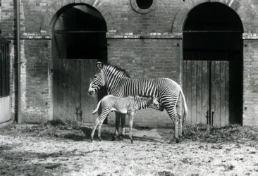 Ein gefährdeter Grevy-Zebra, stehend und ihr 4 Tage altes Fohlen fütternd, in ihrem Gehege im Londoner Zoo im August 1927