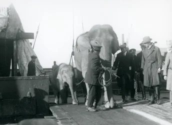 Asiatische Elefanten steigen von einem Boot auf dem Weg zum London Zoo, 1927
