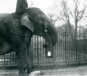 Weiblicher asiatischer Elefant, 