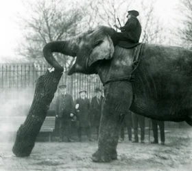 Weiblicher Asiatischer Elefant Indiarani bewegt Holz mit ihrem Rüssel, während ihr Pfleger auf ihrem Rücken sitzt und sie dirigiert, London Zoo, 1925